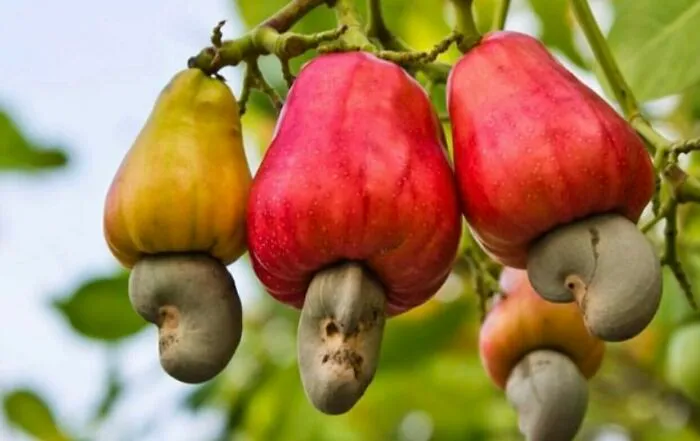 Cashews Grow From Cashew Apples
