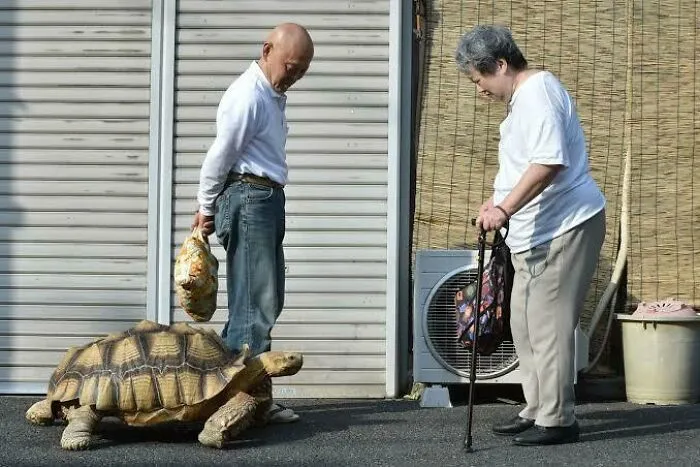 An elderly Japanese couple walking with their giant pet tortoise, a fascinating find discovered on the internet.