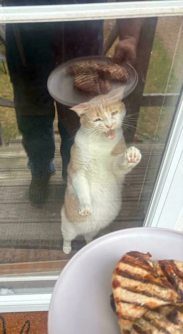 Orange and white cat meowing against glass door looking at grilled meat