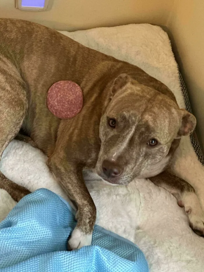 A brown dog looking up with a slice of salami on its back, among funny unhinged dog pictures