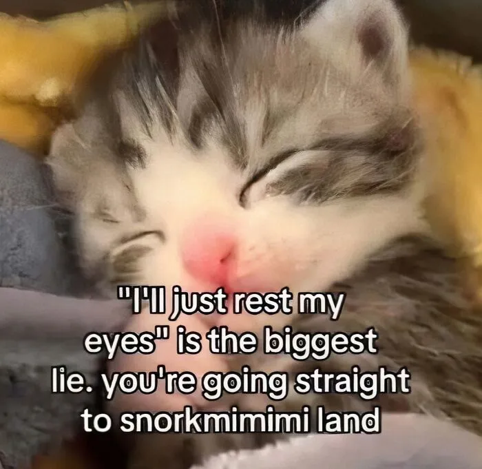 68 Memes For Anyone Who Needs A Break From Whatever They're Supposed To Be Doing