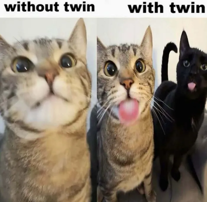 68 Memes For Anyone Who Needs A Break From Whatever They're Supposed To Be Doing