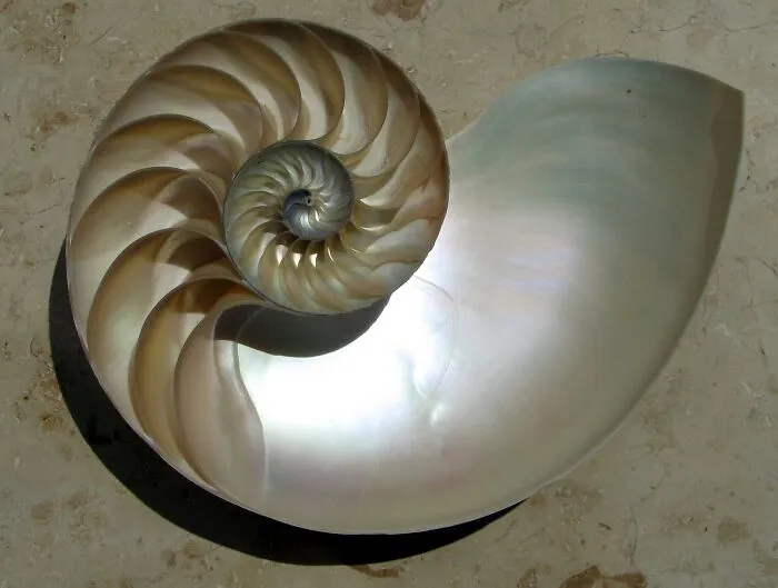 Nautilus Shell Cut In Half. The Chambers Are Clearly Visible And Arranged In A Logarithmic Spiral