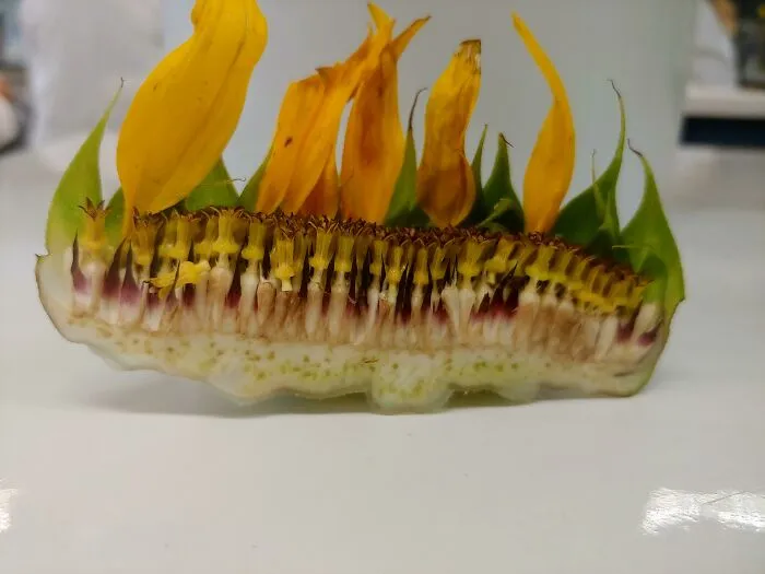 Had To Cut A Sunflower In Half Today At Work, Thought It Might Be Appreciated Here