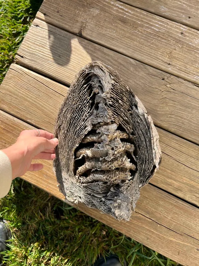 Pulled A Paper Wasp Nest From The Corner Of My Shed And It Gave Me A Perfect Cross Section