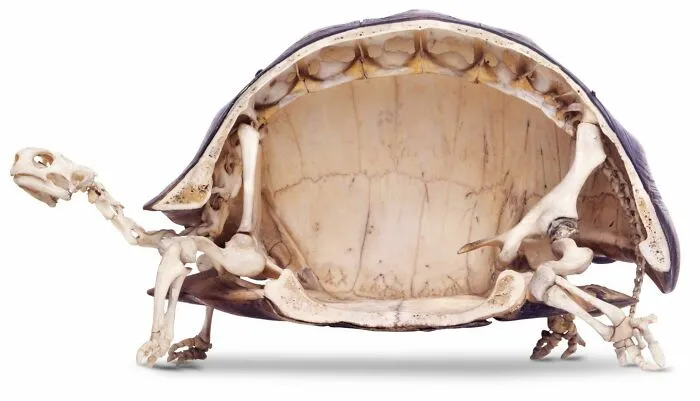 Tortoise Skeleton/Shell