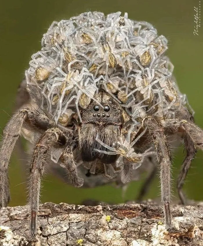 A detailed close-up of a large spider carrying numerous tiny spiderlings on its back, a wholesome image.