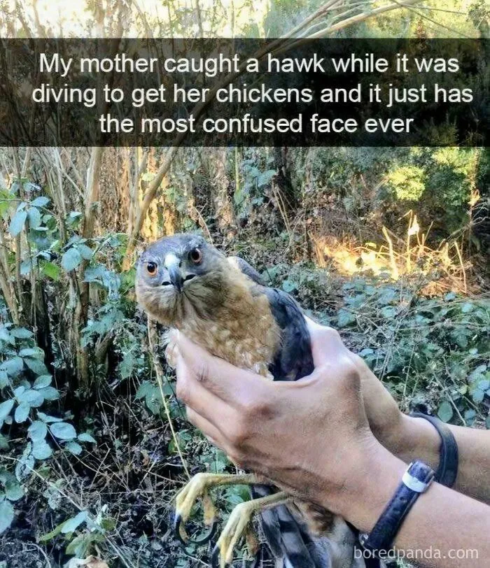 97 Hilarious, Wholesome And Adorable Animal Moments Perfectly Turned Into Memes