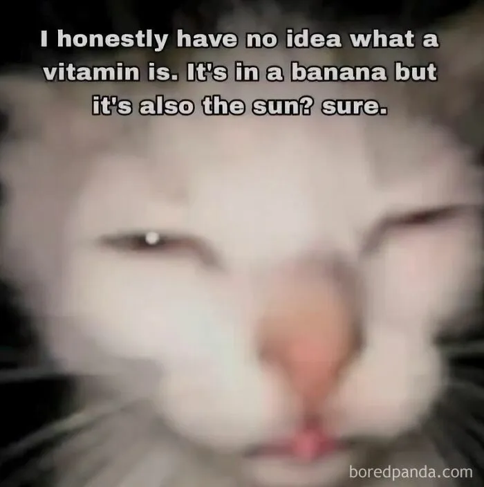 Adorable-Funny-Animal-Memes