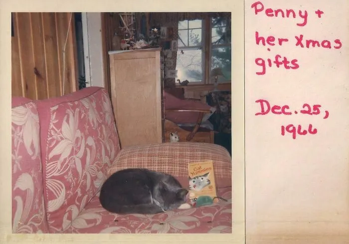 What Is It About This Image That Makes Me Feel So Sad (Not My Cat)