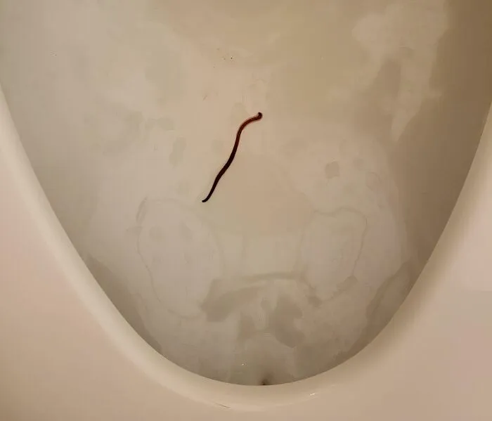 What Is This Earthworm Doing In My Toilet??