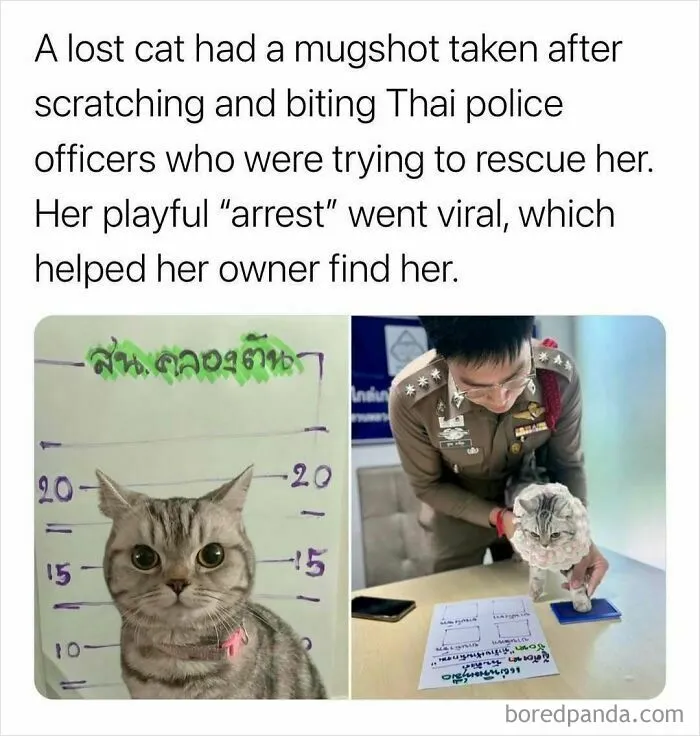 97 Hilarious, Wholesome And Adorable Animal Moments Perfectly Turned Into Memes