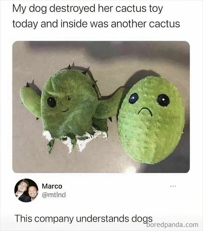 97 Hilarious, Wholesome And Adorable Animal Moments Perfectly Turned Into Memes