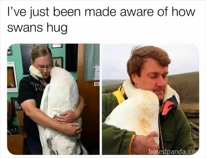 97 Hilarious, Wholesome And Adorable Animal Moments Perfectly Turned Into Memes