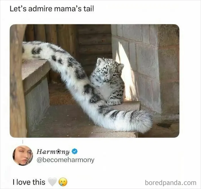 97 Hilarious, Wholesome And Adorable Animal Moments Perfectly Turned Into Memes