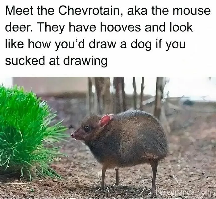 97 Hilarious, Wholesome And Adorable Animal Moments Perfectly Turned Into Memes