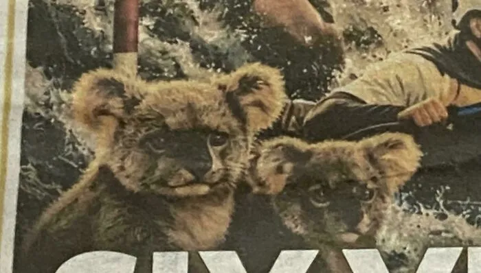 Why Is The Koalas Face A Big Cat Cub??