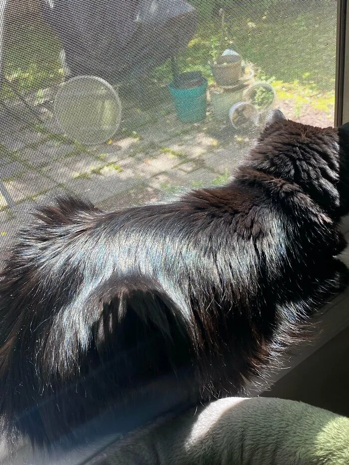 My Cat Has Really Shiny Fur