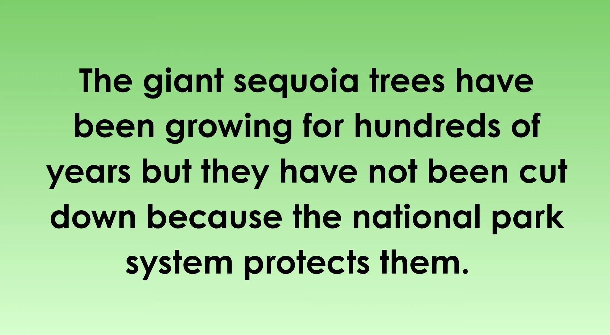 SAT Exam Trivia: a sentence about giant sequoia trees on a light green background.
