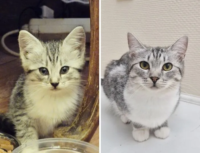 “Cat Grows”: 21 Adorable New Side-By-Side Comparisons Of Cats Now And When They Were Little