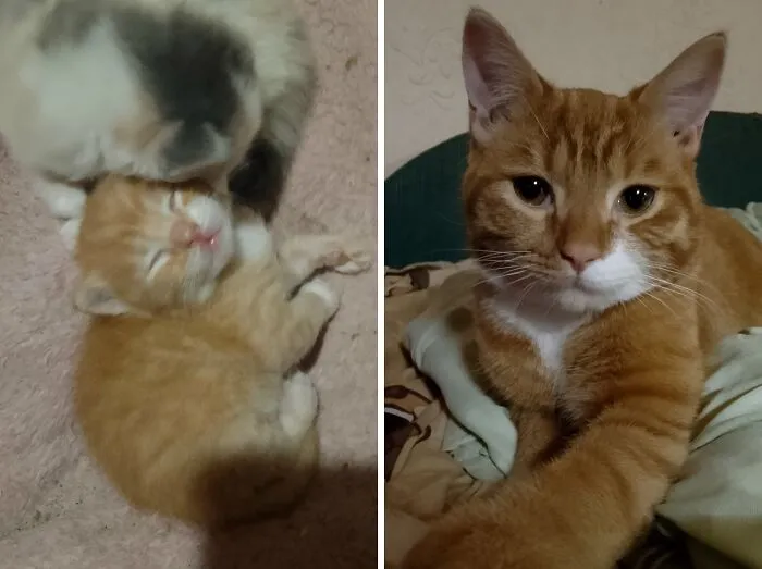 “Cat Grows”: 21 Adorable New Side-By-Side Comparisons Of Cats Now And When They Were Little