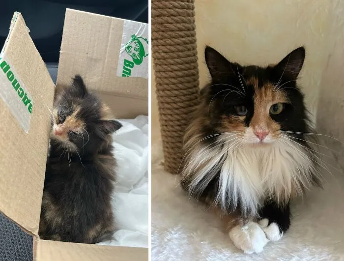 “Cat Grows”: 21 Adorable New Side-By-Side Comparisons Of Cats Now And When They Were Little