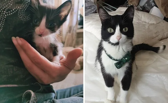“Cat Grows”: 21 Adorable New Side-By-Side Comparisons Of Cats Now And When They Were Little
