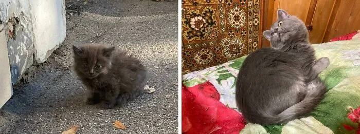 “Cat Grows”: 21 Adorable New Side-By-Side Comparisons Of Cats Now And When They Were Little