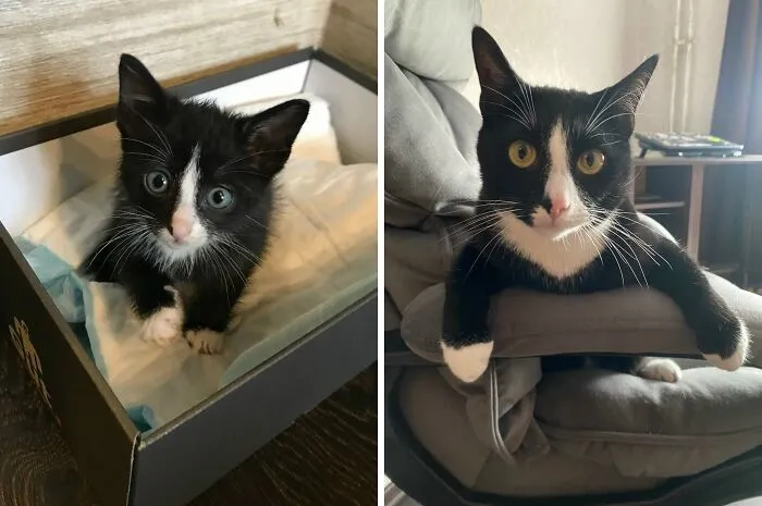 “Cat Grows”: 21 Adorable New Side-By-Side Comparisons Of Cats Now And When They Were Little