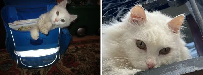 “Cat Grows”: 21 Adorable New Side-By-Side Comparisons Of Cats Now And When They Were Little