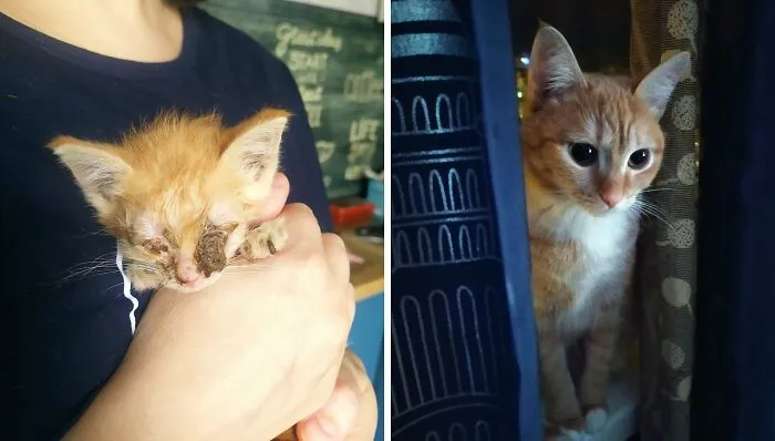 “Cat Grows”: 21 Adorable New Side-By-Side Comparisons Of Cats Now And When They Were Little