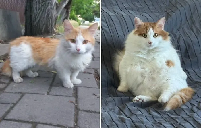 “Cat Grows”: 21 Adorable New Side-By-Side Comparisons Of Cats Now And When They Were Little