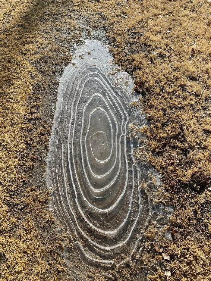 Frozen Puddle Found On Our Walk This Morning