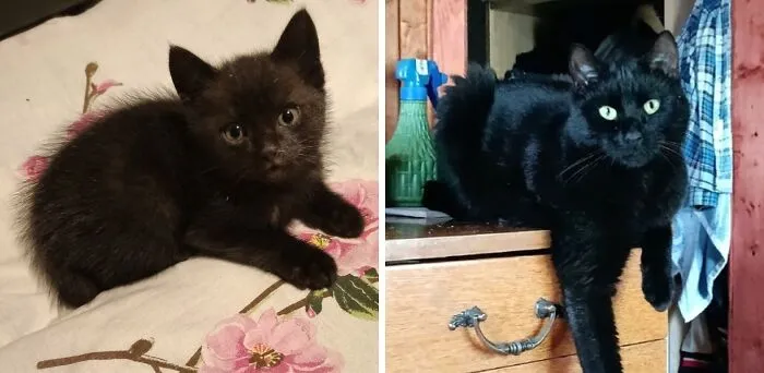 “Cat Grows”: 21 Adorable New Side-By-Side Comparisons Of Cats Now And When They Were Little