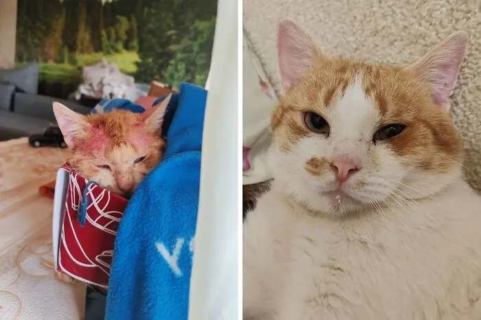 “Cat Grows”: 21 Adorable New Side-By-Side Comparisons Of Cats Now And When They Were Little