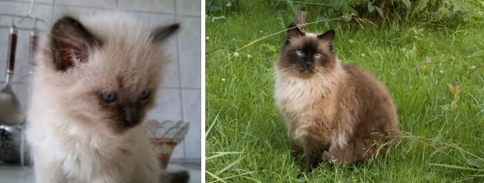 “Cat Grows”: 21 Adorable New Side-By-Side Comparisons Of Cats Now And When They Were Little