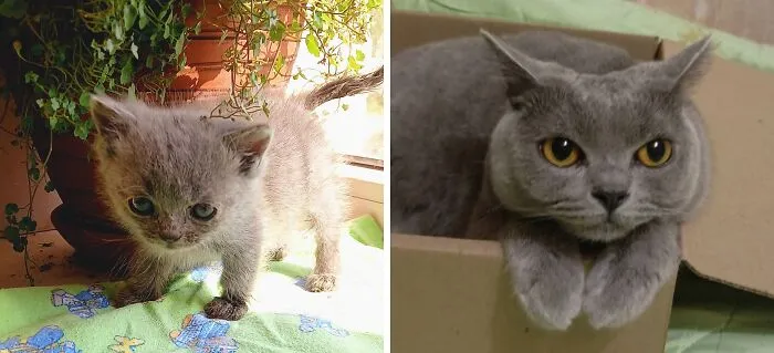 “Cat Grows”: 21 Adorable New Side-By-Side Comparisons Of Cats Now And When They Were Little