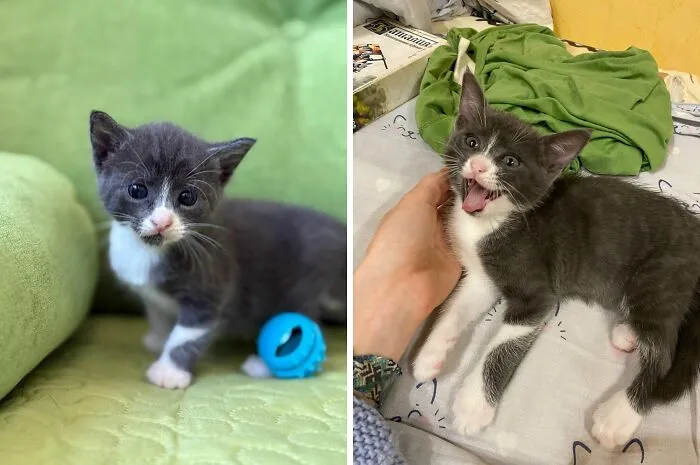 “Cat Grows”: 21 Adorable New Side-By-Side Comparisons Of Cats Now And When They Were Little