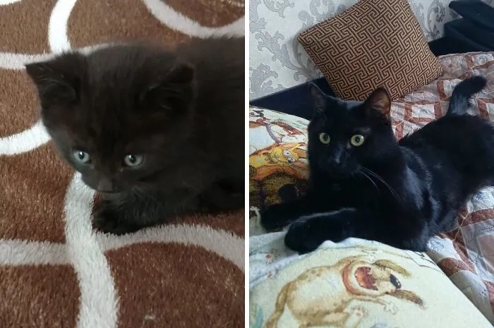 “Cat Grows”: 21 Adorable New Side-By-Side Comparisons Of Cats Now And When They Were Little