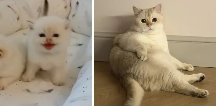 “Cat Grows”: 21 Adorable New Side-By-Side Comparisons Of Cats Now And When They Were Little