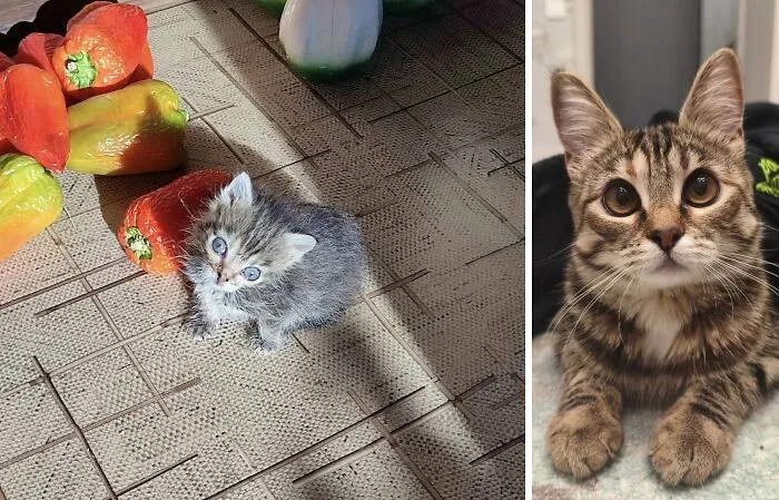 “Cat Grows”: 21 Adorable New Side-By-Side Comparisons Of Cats Now And When They Were Little