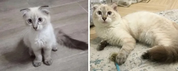 “Cat Grows”: 21 Adorable New Side-By-Side Comparisons Of Cats Now And When They Were Little