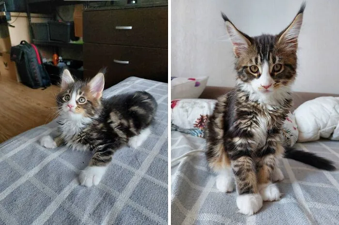 “Cat Grows”: 21 Adorable New Side-By-Side Comparisons Of Cats Now And When They Were Little