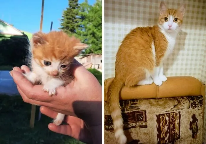 “Cat Grows”: 21 Adorable New Side-By-Side Comparisons Of Cats Now And When They Were Little