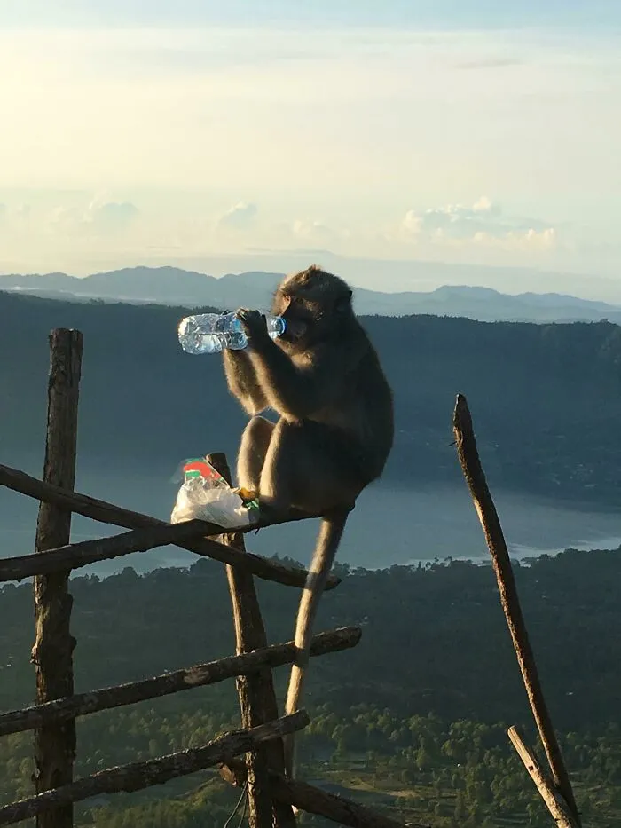 Hiked A Mountain In Hot Weather. A Monkey Stole My Water At The Top Then Proceeded To Drink It On Front Of Me