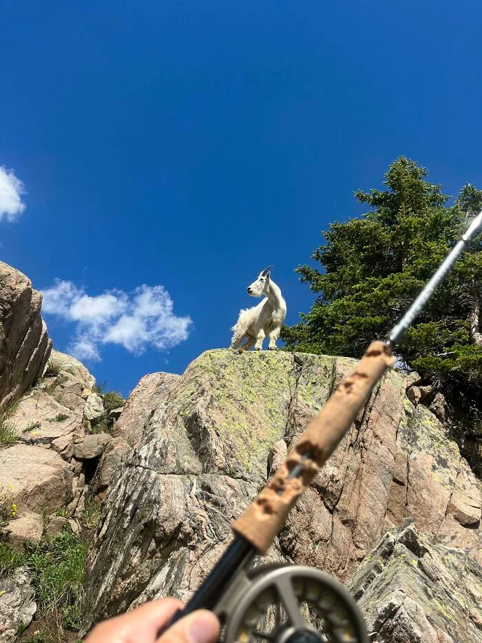 Hiked 3000 Feet Of Elevation To A High Alpine Lake Only For A Mountain Goat To Eat My Fly Rod