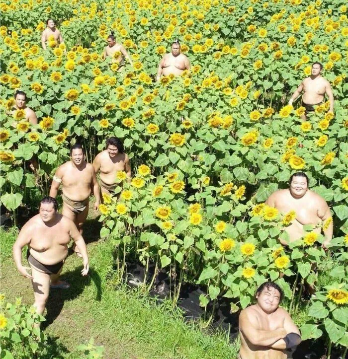 Sumo Wrestlers In A Sunflower Field