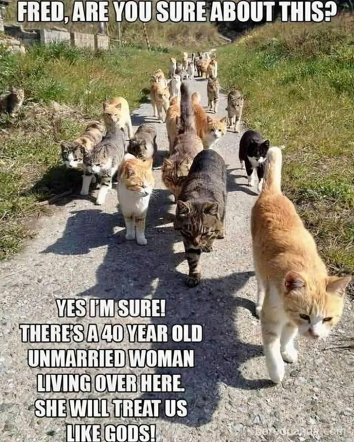 Adorable-Funny-Animal-Memes