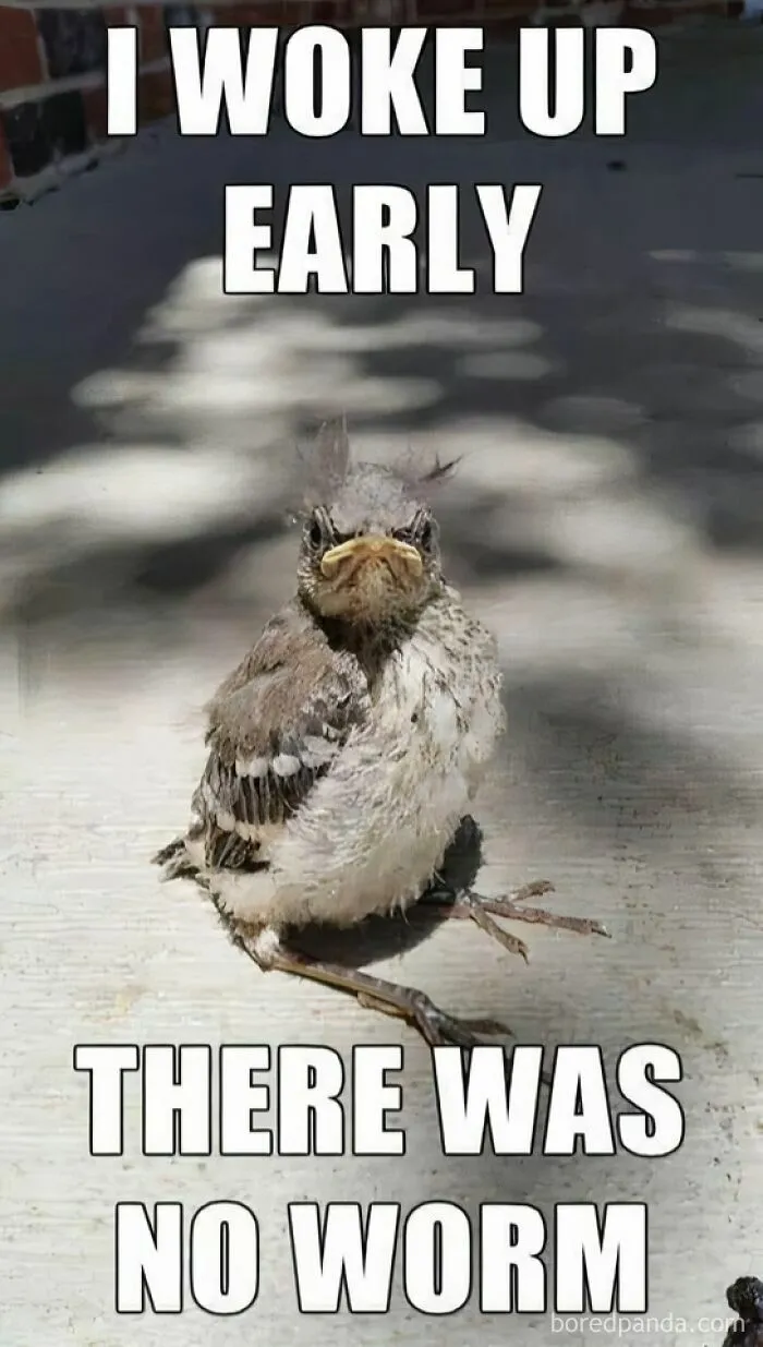 97 Hilarious, Wholesome And Adorable Animal Moments Perfectly Turned Into Memes