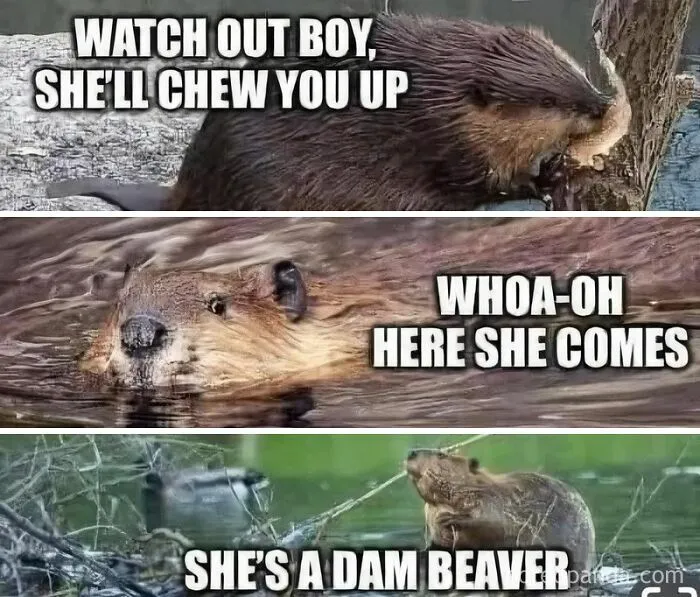 97 Hilarious, Wholesome And Adorable Animal Moments Perfectly Turned Into Memes
